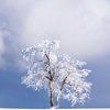 Einsamer, verschneiter Baum in einer Winterlandschaft von Sauerland-Fotos by Robin Deimel