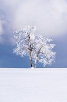 Eenzame boom in een winters landschap
