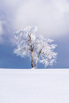 Einsamer, verschneiter Baum in einer Winterlandschaft von Deimel Fotografie
