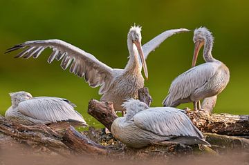 pelikanen op een drijvende boomstam van Mario Plechaty Photography