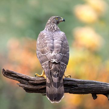 Strike a pose! by Larissa Rand