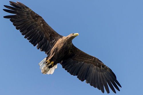 Pygargue à queue blanche