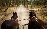 Belgische Trekpaarden voor de huifkar van Sara in t Veld Fotografie thumbnail