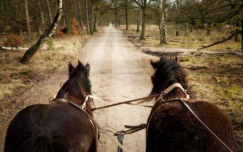 Belgische Trekpaarden voor de huifkar