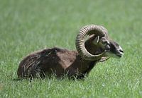 Der Steinbock