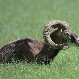 Der Steinbock von Eduard Martin