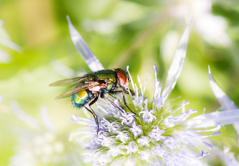 Macro van een vlieg van ManfredFotos