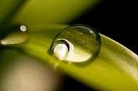 Drop on plant in the sun by Kees Smans thumbnail