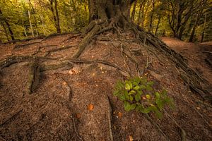 Tree roots above ground