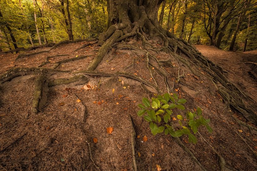 Boomwortels boven de grond van Moetwil en van Dijk - Fotografie