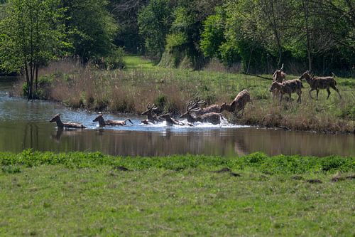 Pfarrer Davidsherten