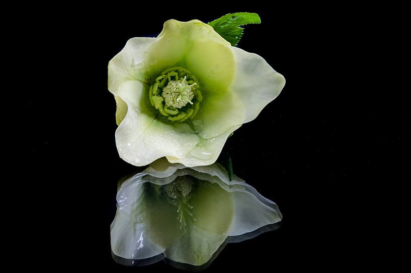 Helleboris by Adriaan Westra