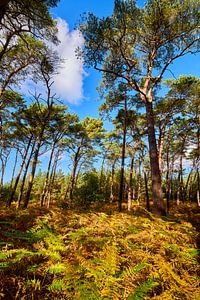 La forêt colorée du Darß en automne