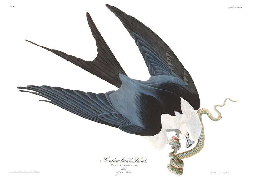 Swallow-Tailed Hawk by Birds of America