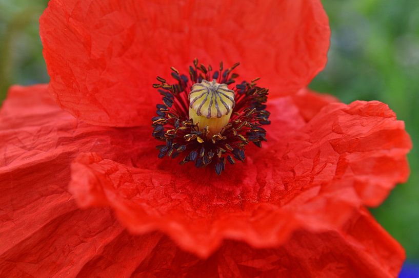 Blütenpollen van Edgar Schermaul