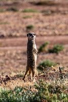 Fotos genomen tijdens onze drie weekse rondreis door Zuid-Afrika