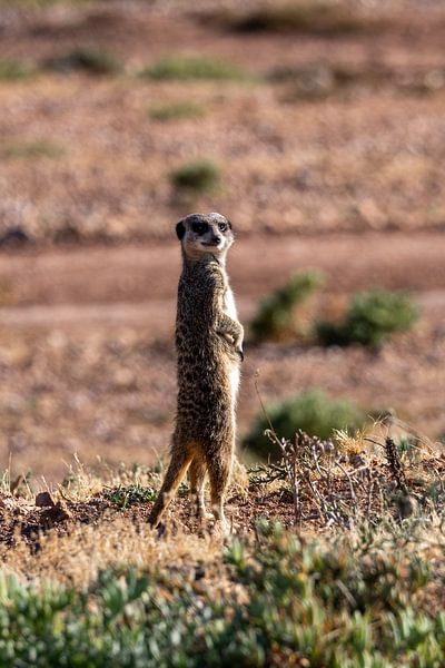 Fotos von unserer dreiwöchigen Tour durch Südafrika von Robin Beukeboom