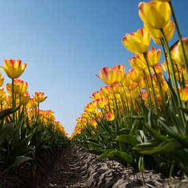 Tulpen sur Johan van der Helm