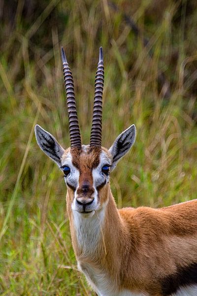 Thommy by Peter Michel