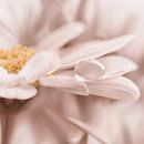 Drop by Violetta Honkisz thumbnail
