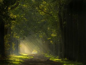 Chemin vers la lumière dans la forêt sur Jos Pannekoek