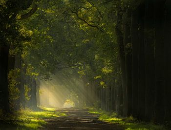 Weg zum Licht im Wald
