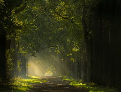 Pad naar het licht in de Wouwse Plantage