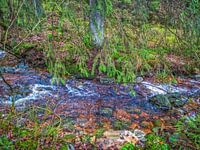 Unter dem Baum Äste fließenden Fluss