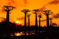 Baobabs zonsondergang silhouet van Dennis van de Water thumbnail