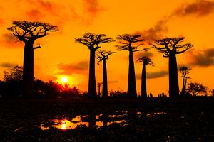 Baobabs zonsondergang silhouet sur Dennis van de Water