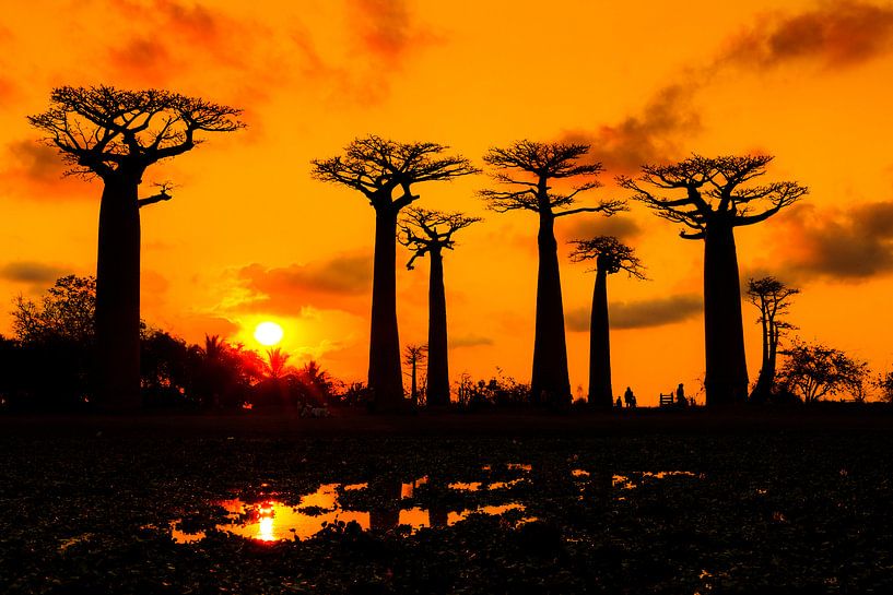 Baobabs zonsondergang silhouet van Dennis van de Water