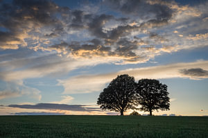 Abendhimmel an den heiligen Eichen