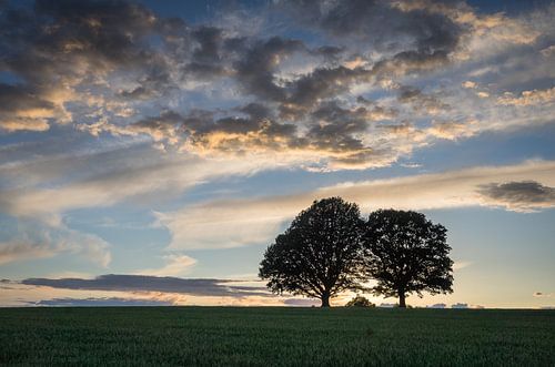 Avondlucht bij de heilige eiken