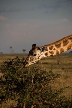 Giraffe in Uganda von Gerrit Aalvanger