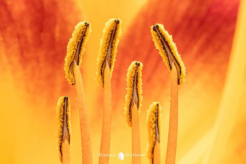 Vibrant Fireworks splendour of a Yellow-orange-red Lily