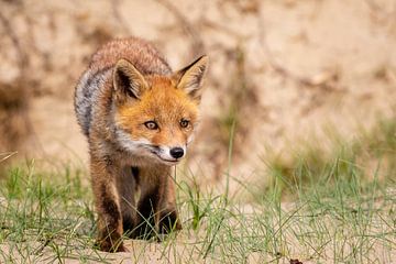Young fox by Marcel Alsemgeest