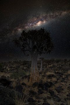 Kokerbomenbos in Namibië met Melkweg van Patrick Groß
