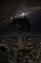 Quiver tree forest in Namibia with Milky Way by Patrick Groß thumbnail