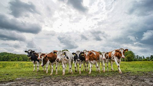 Nieuwschierige koeien