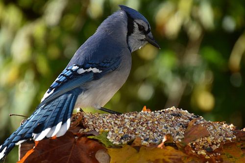 Een blauwe gaai bij de tuinvoeder