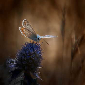 Pimpernelblauwtje op een distel