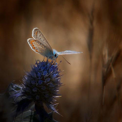 Oiseau bleu Pimpernel sur un chardon