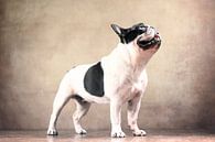 Französische Bulldogge von Jana Behr Miniaturansicht