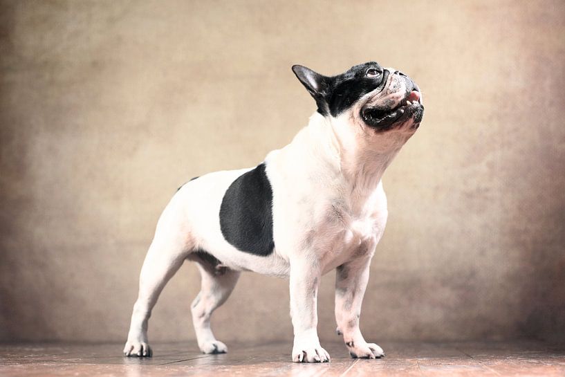 Französische Bulldogge par Jana Behr