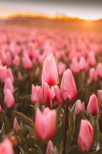 Rosa Tulpe