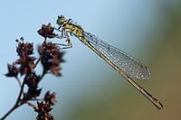 green dragonfly covered with beautiful dewdrops in morning light