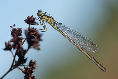 groene juffer bedekt met prachtige dauwdruppels in ochtendlicht