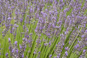 Lavender in France von Harry Kors