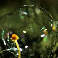 Paddenstoelen paradijs