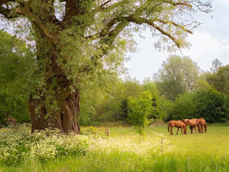 Le printemps en Gelderland par Suzan Brands